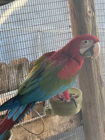 Green Wing Macaw 1
