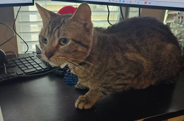 Rehoming 1 year old cat (Woodstock, GA)63881507363715121