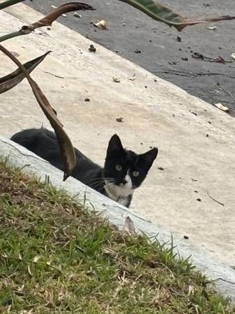 Mama cat & kittens (San ysidro)63914315100675123