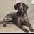 German Shorthair Pointer Puppies 17 thumbnail