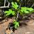 Celeste Fig Tree Live Plant 1 thumbnail