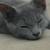 Kittens 3 Males 1 thumbnail