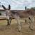 Jack donkey 1 thumbnail