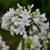 Galaxy White Agapanthus Plants 1 thumbnail