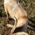 Fainting bucks 2 thumbnail