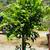 Mature Citrus Trees - Orange, Lemon, Lime, Mandarin & Kumquat 8 thumbnail