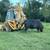 91 CAT 416 BACKHOE 3 thumbnail