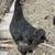 Heirloom Black Java roosters 1 thumbnail