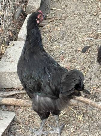 Heirloom Black Java roosters 1
