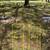 Two or Four Burial Plots Available 1 thumbnail