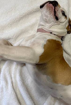 2yo female Old English bull dog63839344357505121
