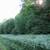 6+ Acres , 440 ft frontage - Part level/elevated, Electric - Mt views 5 thumbnail