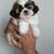 Shih Tzu Pups 5 thumbnail