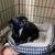 Rehoming 2yr Chihuahua 1 thumbnail