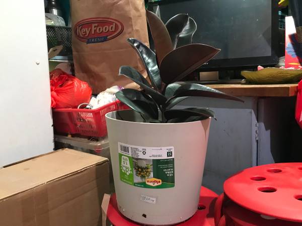 Burgundy Rubber Indoor Plant 1