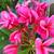 Red Plumerias On Sale 2 thumbnail