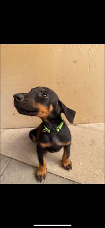Puppy Doberman63829900179203121