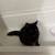 1 Year Old Black Cat 5 thumbnail
