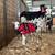 Mini Zebu Cows 10 thumbnail