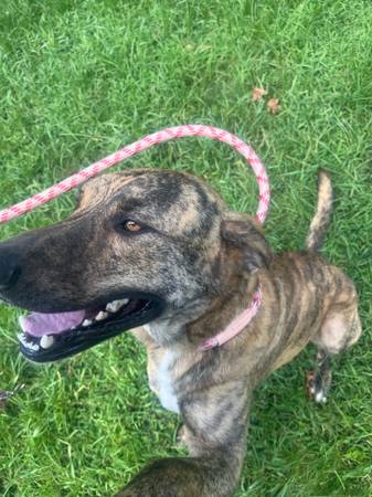 German/Dutch Shepherd (Cullman)63429171603971120