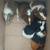 Guinea pig piglets 1 thumbnail