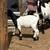 Dapple Boer goats 4 thumbnail