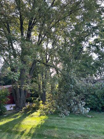 Safe tree service is back good price and job 1