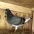 Pigeons homers 2 thumbnail
