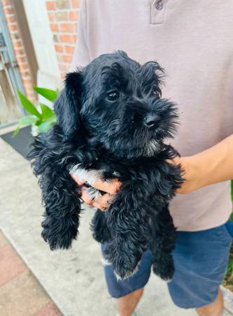 Rehoming Miniature Schnauzer puppies (Houston)63859315730179122