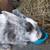 Bunnies 3 thumbnail