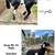 Goats for sale 7 thumbnail