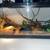 Snake tank 5 thumbnail