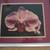 Beautiful Orchid String framed photo by Eric Popplewell. 2 thumbnail