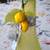 Limoncello 2 thumbnail