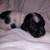 Mini Dachshunds 9 thumbnail