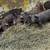 Feeder pigs 3 thumbnail
