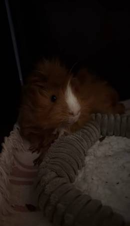 GUINEA PIGS REHOMING (Pittsburgh)63882391781249124