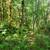 Secluded 5 Acres Overlooking Abernathy Creek 17 thumbnail