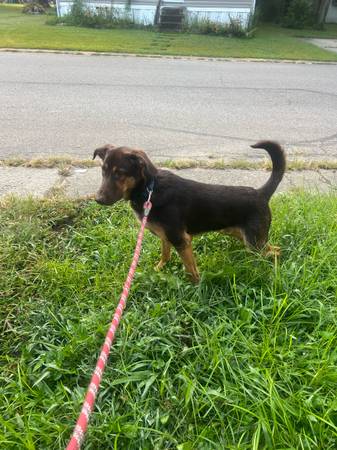 1 year old german sheperd/coonhound (20.00 fee) (Miamitown)63908215833603122