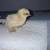 Chickens Bantam Cochin breeding pair show quality 8 thumbnail
