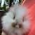 Bunnies - Holland Lop / Lionhead Mix - Rabbits 4 thumbnail