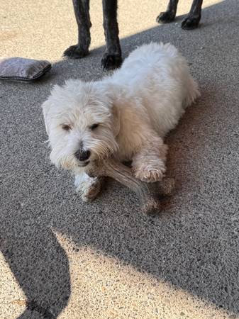 Maltipoo (Buckley)63826636887041122