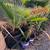 Palm Trees 1 thumbnail
