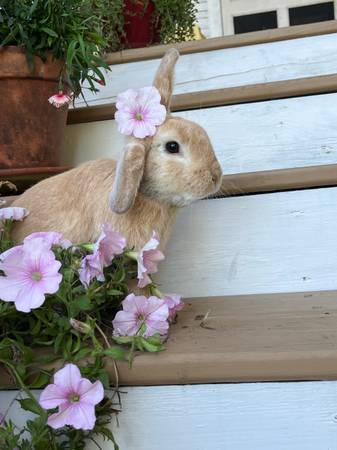 Rabbits 1
