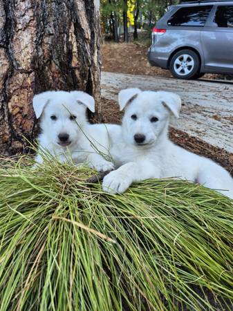 White Shepherds (Foresthill)63848875743363120