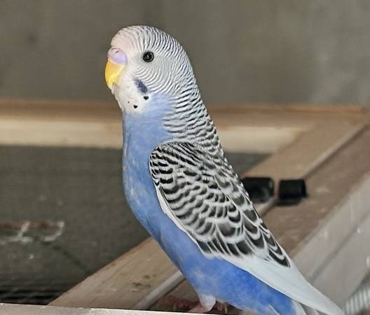 Baby Parakeet - $60 (Wayland)63997446580226120