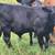 Angus Bull 1 thumbnail