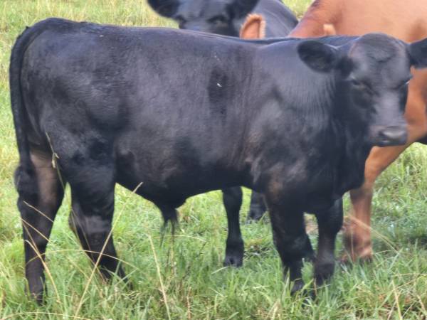 Angus Bull 1