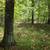 3 Acres of Mature Uncut Hardwood Forest in Marinette County 2 thumbnail