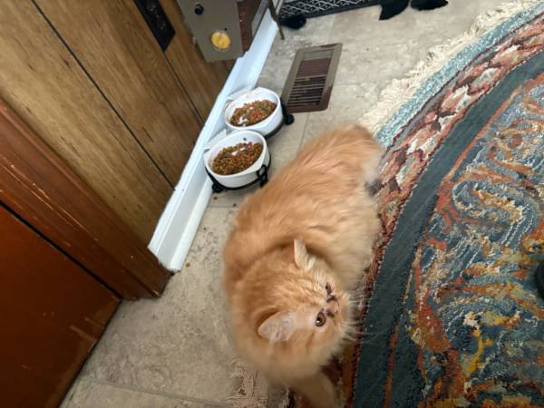 Persian cat (Kinston)64210261969539122